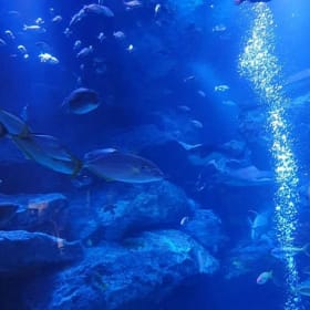 Aquarium-14/07/2026 item