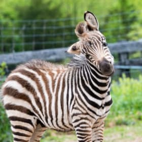 2 Admission Tickets for Leesburg Animal Park item