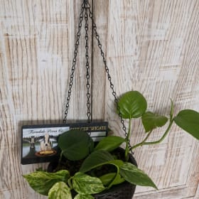 Hanging Pothos and Pizza Co GC item