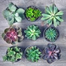 The Home Refresh (6) item