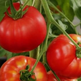 Early Girl Tomato item