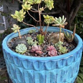 Beautiful Succulent Collection item