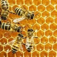 Customized bee hive tour for you and your family item