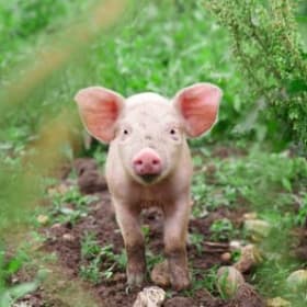 DAYS OUT: Church Farm Family Farm Day Pass (5 people) item