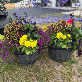 Set of Potted Plants item