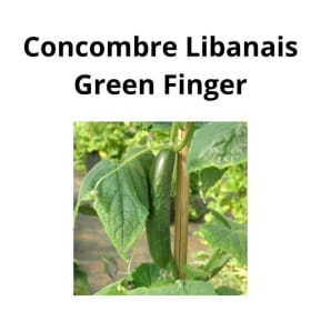 Concombre libanais - Green finger item