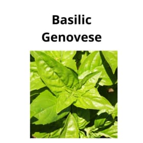 Basilic - Genovese item