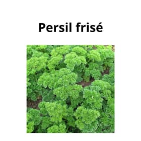 Persil frisé item