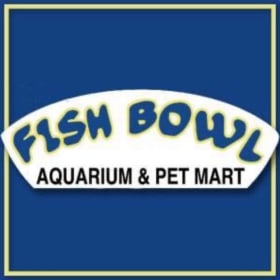 Betta fish & starter kit item