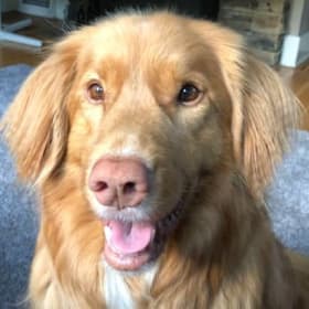 Burnaby New Westminster Animal Hospital $300 of Services item