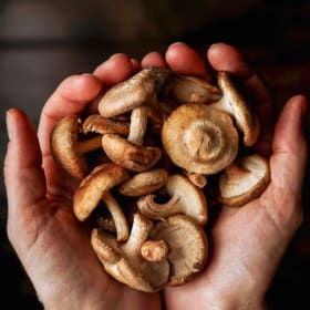 Grow Your Own Mushrooms At Home and In The Garden item