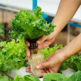 Save Water, Grow More: Hydroponics 101 item
