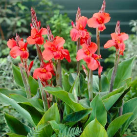 Canna Lilies or Day Lilies (2) item