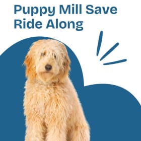 Ride Along for Puppy Mill Saves item