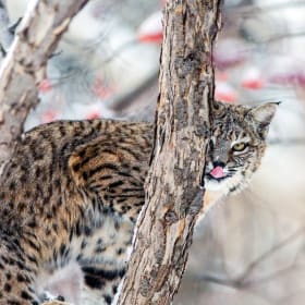 Backyard bobcat photo item