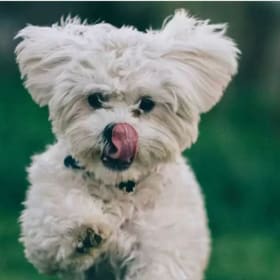 Burnaby New Westminster Animal Hospital $300 of Services item