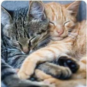 Burnaby New Westminster Animal Hospital $300 of Services item