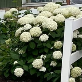 Hydrangea item
