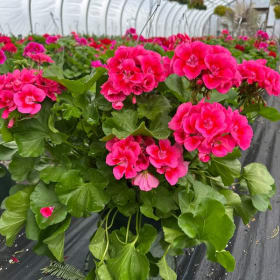 Geranium basket item