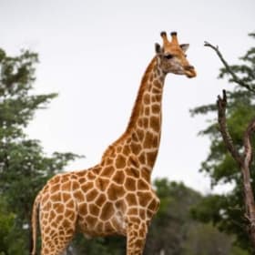 Savor South Africa, Heritage Safari item