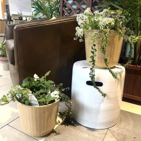 Item 5 White ceramic plant stand and 2 potted plants item