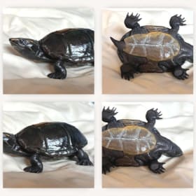 Eastern Musk Turtle (2) item