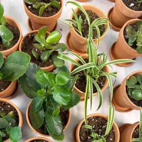 Soiree Succulent item