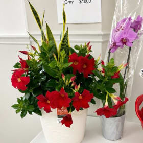 Tropical Plants - 5 for $20 item