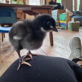 FHS baby chick - Fluffer Duffer Jr. item