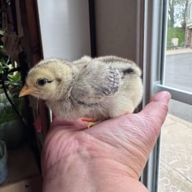 FHS baby chick - Brownie item