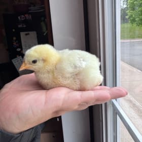 FHS baby chick- Sandy Mongo item