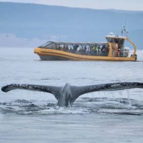 Croisière aux baleines Neptune item