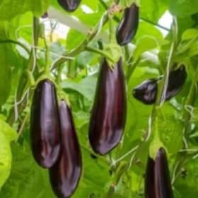 Aubergine italienne item