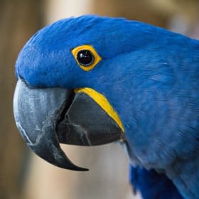 Bird Kingdom Family Passes item