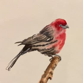 Rose Finch item
