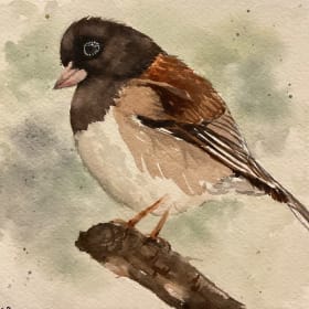 Dark-eyed Junco item