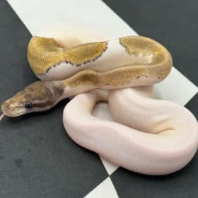 Photo of $200 Credit for Reptile Store