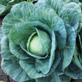 Chou vert, paquet de 6 item