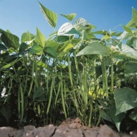 Haricot nain vert, paquet de 6 item