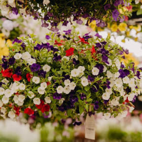 Down to Earth 12" Hanging Basket item