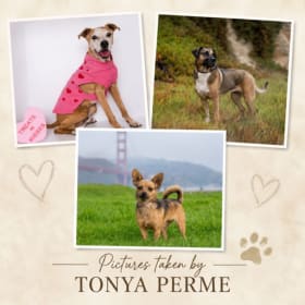 Tonya Perme Photography item