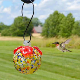 Backyard Hummingbird Starter Set item