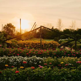 Fronterra Farm- Cut Your Own Bouquet Experience item