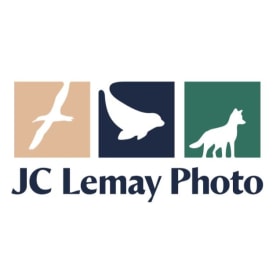 Photographie harfang des neiges - L'envol doré de JC Lemay item