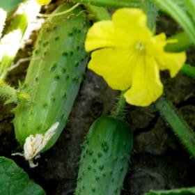 Concombre de jardin item