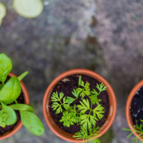 Sponsor Starter Plants item