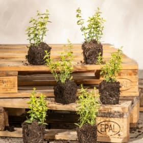 Starter Plant Bundle item