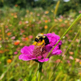 Bee Mix - Native Wildflower Memorial Seed Packets item