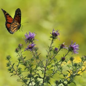 Butterfly Mix - Native Wildflower Memorial Seed Packets item