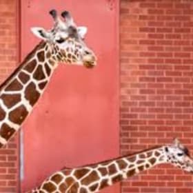 B5. Four admission tickets to Denver Zoo item